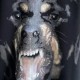 Givenchy Rottweiler Print Sweatshirt in Black