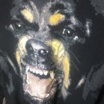 Givenchy Rottweiler Printed Sweatshirt